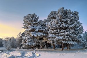 Обои для рабочего стола: Деревья крупномеры