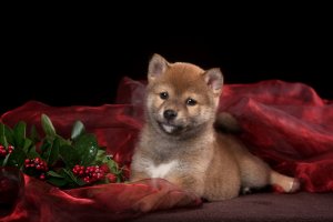 Обои для рабочего стола: Щенок Шиба