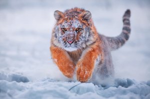 Обои для рабочего стола: Тигр в снегу