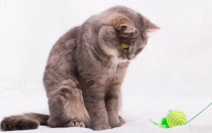 Обои для рабочего стола: Ленивый котик