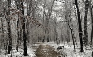 Обои для рабочего стола: Морозный день