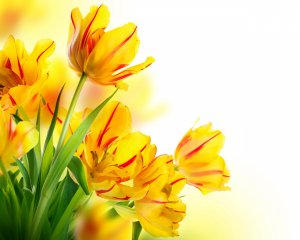 Солнечные тюльпаны - скачать обои на рабочий стол