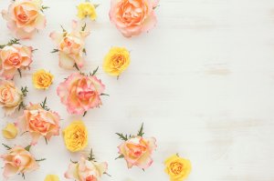 Обои для рабочего стола: Розовые бутоны