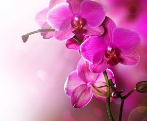 Обои для рабочего стола: Цветущая орхидея