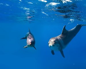 Под водой - скачать обои на рабочий стол