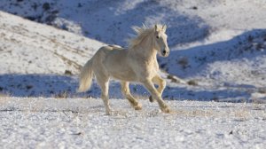 Обои для рабочего стола: Белый конь