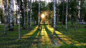 Обои для рабочего стола: Березы в лучах солнц...