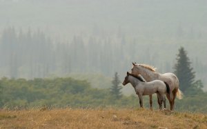 Обои для рабочего стола: Пара красивых лошаде...