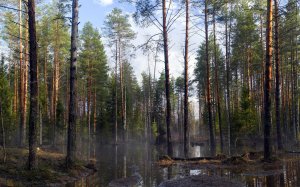 Ранняя весна в лесу  - скачать обои на рабочий стол