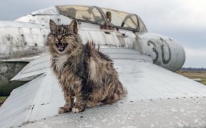 Обои для рабочего стола: Взъерошенный кот на ...