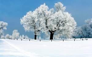 Обои для рабочего стола: Заснеженный парк