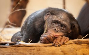 Обои для рабочего стола: Грусть бонобо 