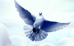 Обои для рабочего стола: Сизый голубь