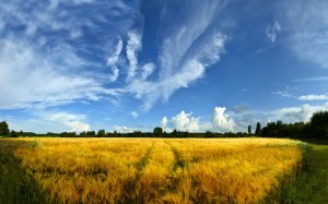 Обои для рабочего стола: Пшеничное поле под г...