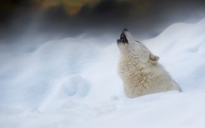 Вой полярного волка  - скачать обои на рабочий стол