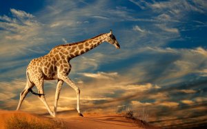 Шагающий жираф на красивом фоне - скачать обои на рабочий стол