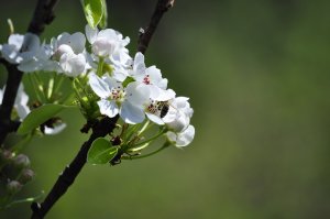 Обои для рабочего стола: Вишня цветет